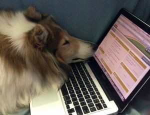 Lassie at computer